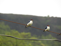 Hirundo smithii