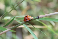 Harmonia dimidiata