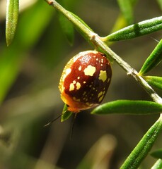 Paropsis maculata
