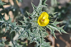 Argemone mexicana