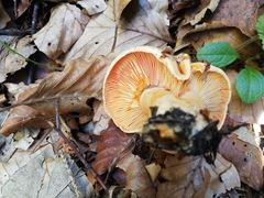 Lactarius salmonicolor