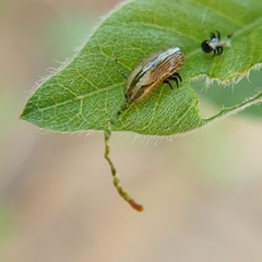 Calotheca