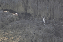 Phalacrocorax nigrogularis