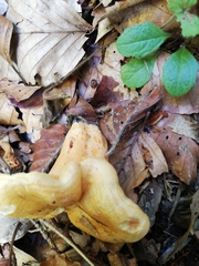 Lactarius salmonicolor