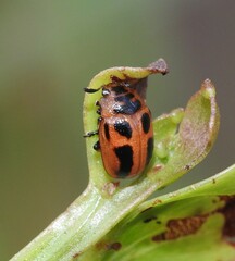 Calomela crassicornis