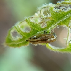 Calotheca
