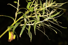 Salix viminalis