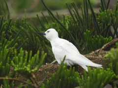 Gygis alba