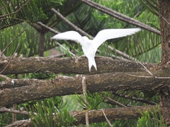 Gygis alba