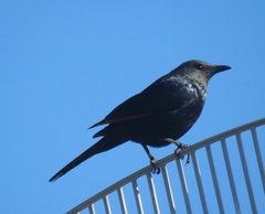 Onychognathus morio morio