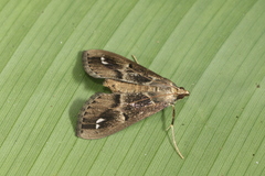 Diaphania costaricalis