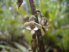 Gastrodia cunninghamii