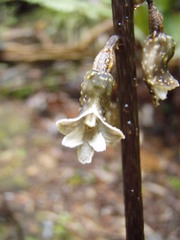 Gastrodia cunninghamii
