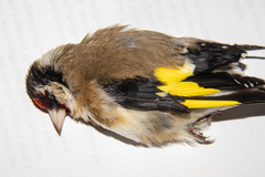 Carduelis carduelis britannica