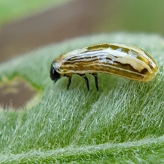 Calotheca