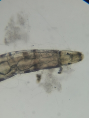 Chironomoidea