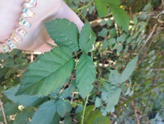 Rubus fruticosus