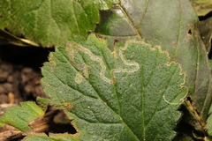 Stigmella aurella