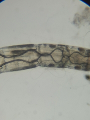 Chironomoidea