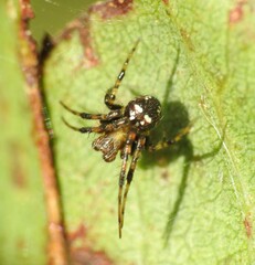 Araneus albotriangulus
