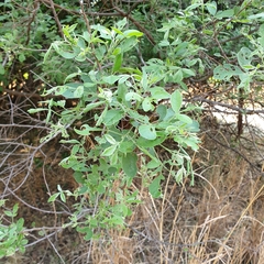Calotheca