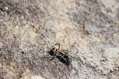 Polyrhachis ammon