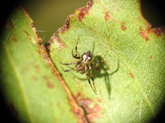 Araneus albotriangulus