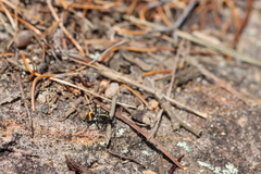 Polyrhachis ammon