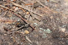 Polyrhachis ammon