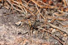 Polyrhachis ammon