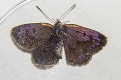 Lycaena