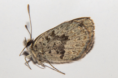 Lycaena