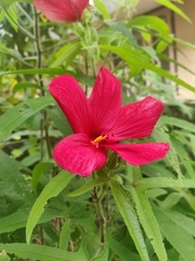 Hibisceae