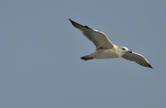 Larus cachinnans