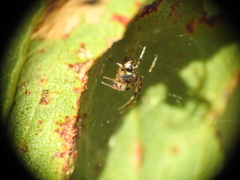 Araneus albotriangulus