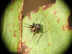 Araneus albotriangulus