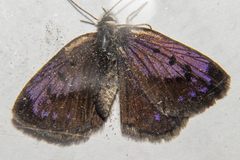 Lycaena