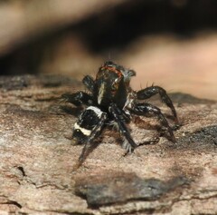 Saitis virgatus