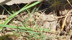 Trachylepis capensis