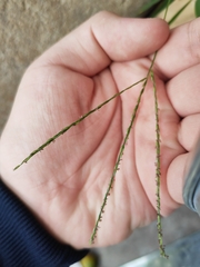 Digitaria radicosa