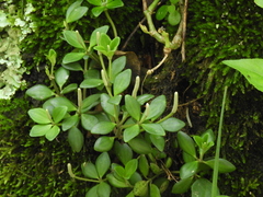 Peperomia tetraphylla