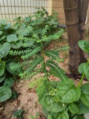 Phyllanthus amarus