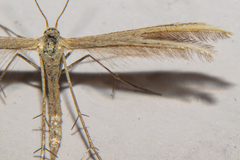Pterophorus innotatalis