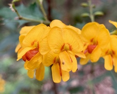 Podolobium ilicifolium