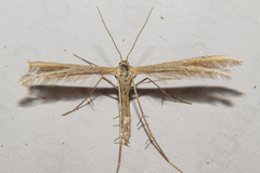 Pterophorus innotatalis
