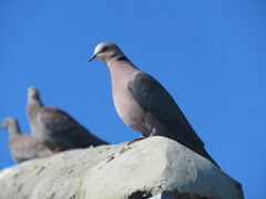Streptopelia semitorquata
