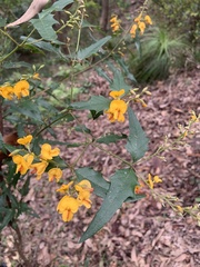 Podolobium ilicifolium