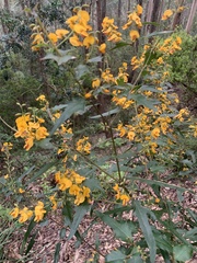 Podolobium ilicifolium