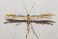 Pterophorus innotatalis