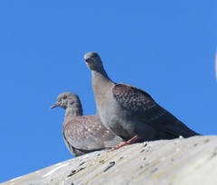 Columba guinea phaeonota